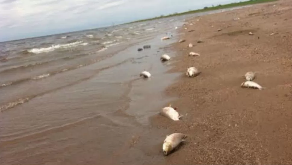 HORROR. Peces de diferentes especies aparecieron en las costas de El Frontal. (Foto Gentileza Diario Panorama)