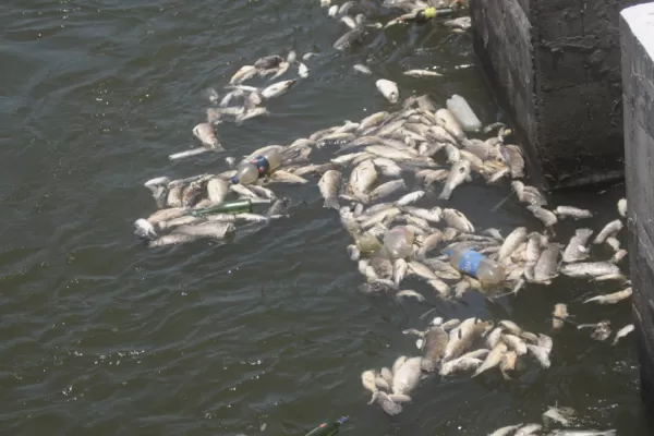 Piensan arrojar los peces muertos en la plaza Independencia