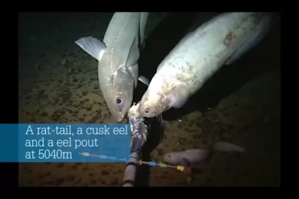 Graban a un increíble pez que vive a más de 8 mil metros de profundidad