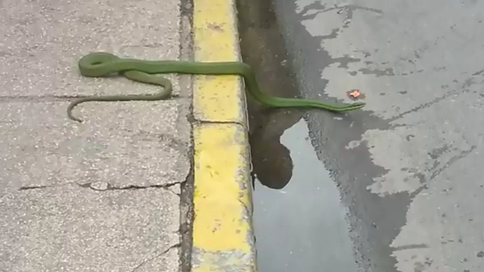 SORPRESA. Una víbora de color verde se coló entre los transeúntes.  CAPTURA DE VIDEO