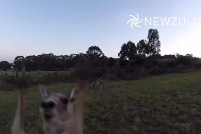Canguro noquea a un dron que lo filmaba