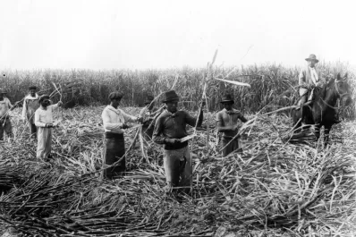 Cultivar caña en 1872