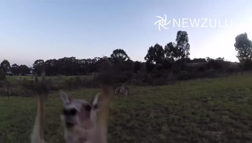 Canguro noquea a un dron que lo filmaba