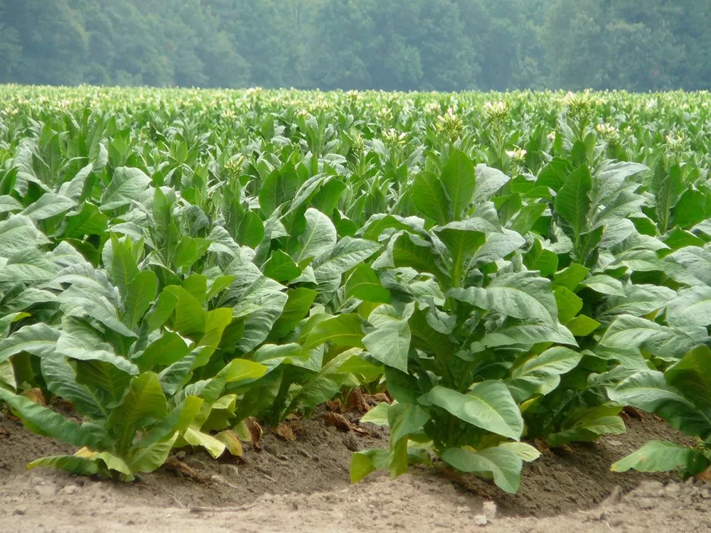 CONDICIONES CLIMÁTICAS. Las plantaciones de tabaco tucumano muestran un buen crecimiento y un adecuado desarrollo. 