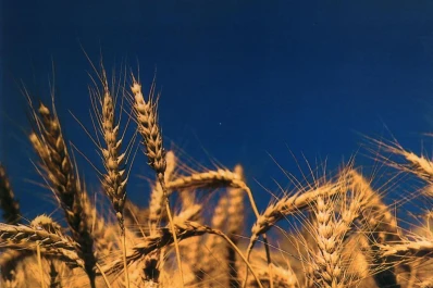 Las distorsiones afectan al productor triguero