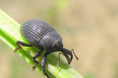 Hay que defenderse contra el “picudo negro”