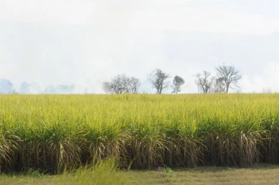 La Eeaoc recomienda monitorear de cerca al “gusano cuarteador”