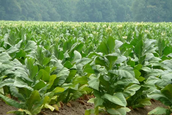 La Dirección de Agricultura estima que los rindes alcanzarían los 2.000 kg de tabaco por hectárea