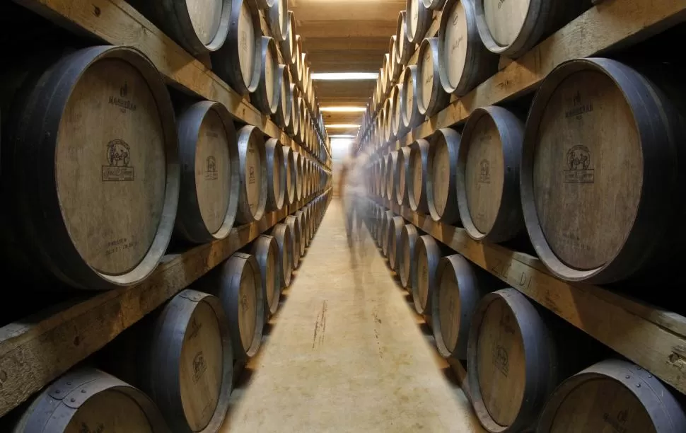 ENORMES VENTAJAS. Se están haciendo estudios a escala para lograr la utilización de estas levaduras en la industria vitivinícola argentina.  reuters (archivo)