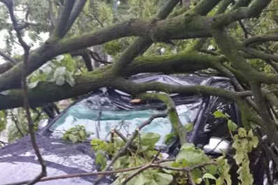 Lo que dejó el temporal: la caída de postes de luz y árboles, anegamientos y daños