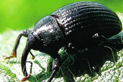 El “picudo negro” de la soja exige adoptar acciones de prevención y minimizar su impacto