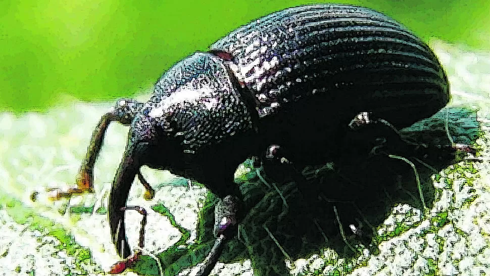 El “picudo negro” de la soja exige adoptar acciones de prevención y minimizar su impacto