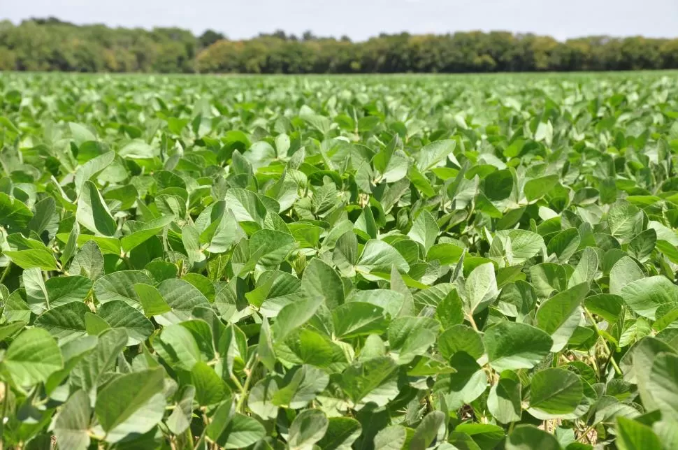 LUCHA. La aplicación de insecticidas foliares es otra forma de ataque.  