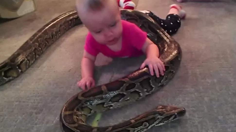 Una bebé juega con la serpiente pitón de su padre