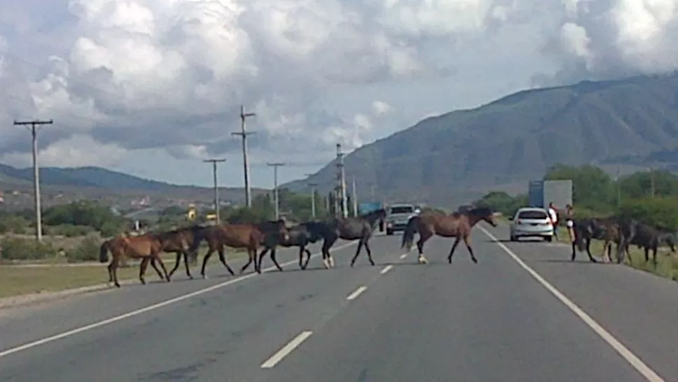 Alertan sobre animales sueltos en la ruta a los Valles