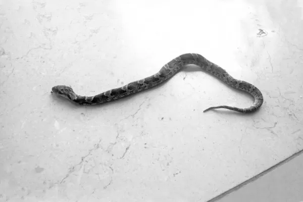 Una serpiente irrumpió en la casa del Defensor del Pueblo