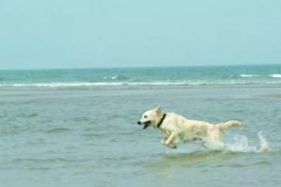 ¡A la playa con mi perro!