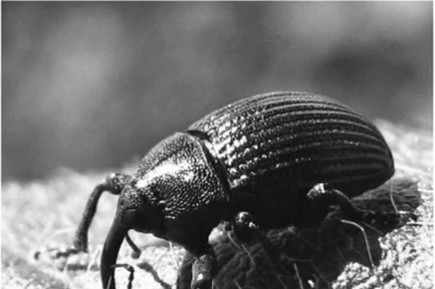 Informe Eeaoc: Dinámica de emergencia de R. subtilis