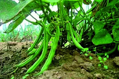 En Tucumán, prevén sembrar unas 30.000 ha con poroto