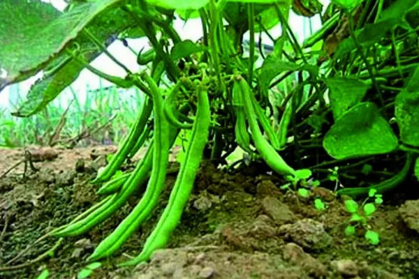 En Tucumán, prevén sembrar unas 30.000 ha con poroto