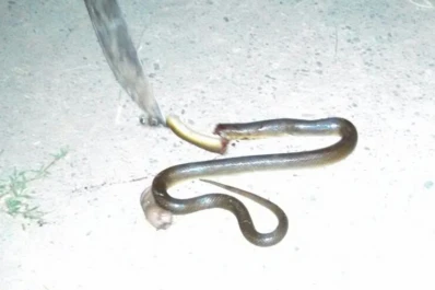 Cazaron una serpiente con un machete, en San José