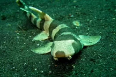 No tuvo sexo por cuatro años pero su cría nació