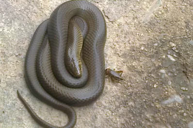 Hallaron una serpiente en una casa de El Manantial