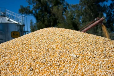 Escaso interés de agricultores en hacer maíz