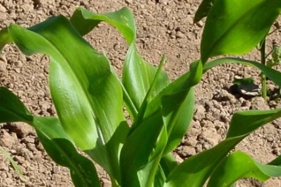 “El productor arrancará la campaña con valor negativo”