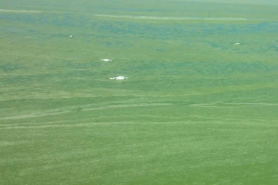 El Frontal sufre por un nuevo desastre ecológico