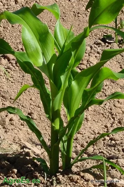 NACIENDO. Con el agua, las plantas tendrán un buen desarrollo. 