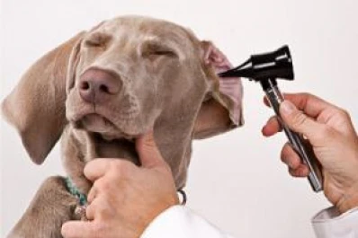 Cuidá a tu mascota de las infecciones estivales