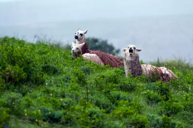 Las llamas reciben a las visitas de una estancia con mística