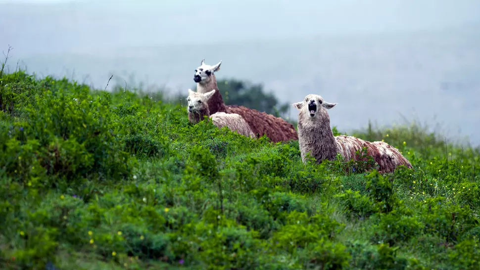 LA BIENVENIDA ATÍPICA A CARGO DE LAS LLAMAS. Un grupo de estos pintorescos mamíferos rumiantes “anuncia” la llegada de visitantes a la estancia. 
