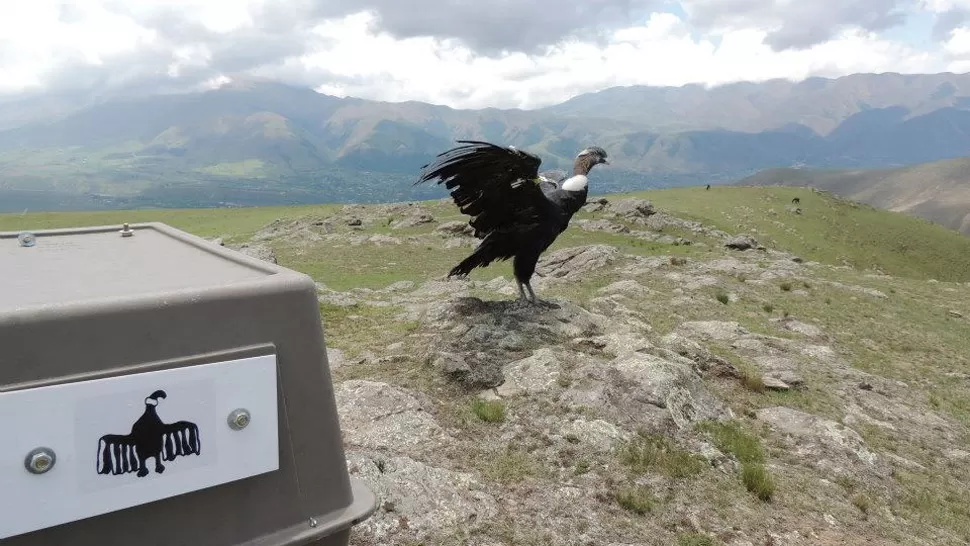 LISTO PARA VOLVER A SU HÁBITAT. “Tulpelel” se dispone a abrir las alas. GENTILEZA PROYECTO DE CONSERVACIÓN DEL CÓNDOR ANDINO