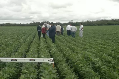 La Eeaoc recomienda a los productores recorrer y mirar los cultivos para verificar su sanidad