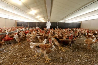 La avicultura necesitará nuevos mercados