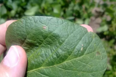 Los monitoreos deben intensificarse