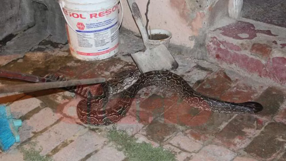 ENORME. La lampalagua estaba escondida entre la maleza. FOTO NUEVODIARIOWEB.COM