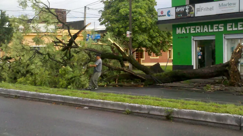 TRANSITO CORTADO. Debido a la caída de un árbol, estuvo interrumpido el paso de vehículos en avenida Siria al 1.600. FOTO ENVIADA POR UN LECTOR A TRAVÉS DE WHATSAPP