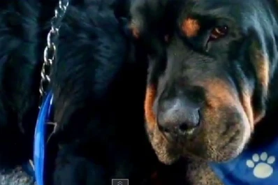 Un perro que llora a su hermano muerto conmueve al mundo