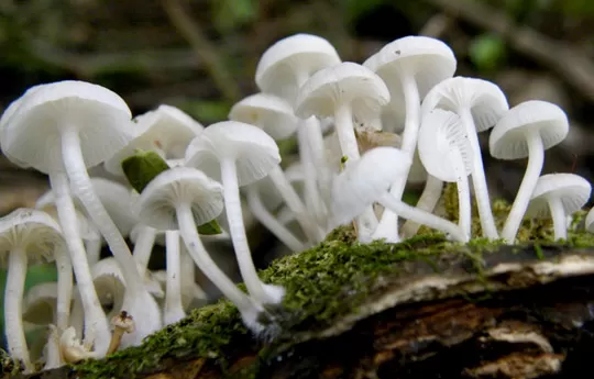 VARIEDAD. Las Yungas del noroeste argentino auspician de refugio para miles de tipos de hongos.  conicet