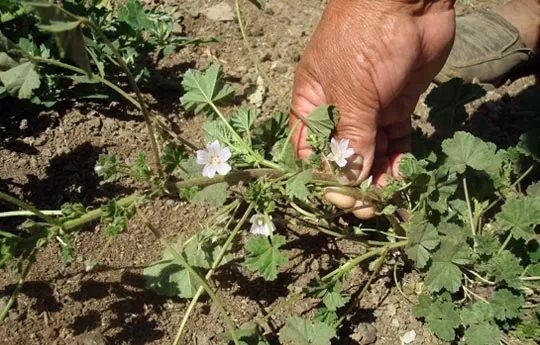 ORIGINARIA. La malva es “nacida y criada en la Patagonia”. prensa conicet