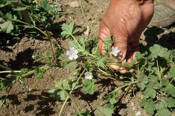 Rescatan el “vademécum medicinal” de los mapuches