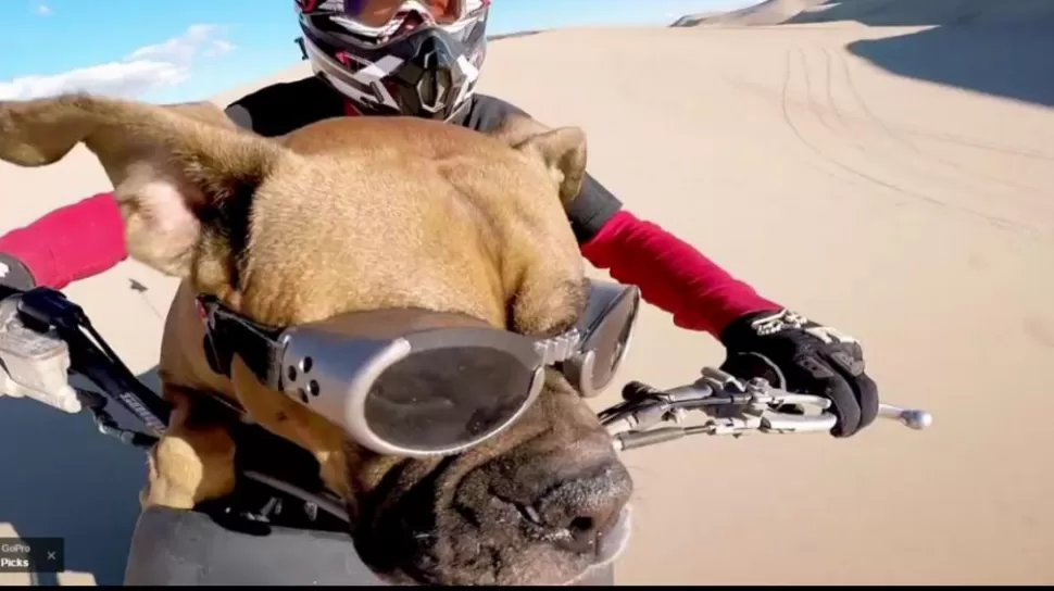 El perro 'motoquero' que es furor en las redes sociales