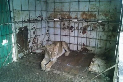 Los Ralos: Negocian la liberación de una leona