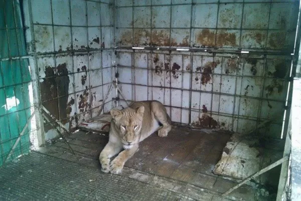 Los Ralos: Negocian la liberación de una leona