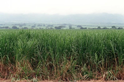 Los cañaverales se muestran con buen crecimiento y desarrollo después de las lluvias