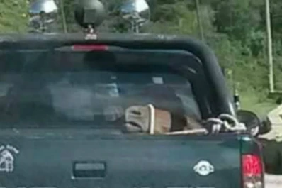 Llevaba un caballo atado en la caja de su camioneta
