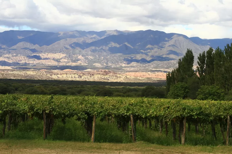 VALLES CALCHAQUÍES. Los viñedos están repletos de fruta para cosechar.  